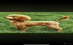 Cockapoo dogs for sale: Cockerpoo puppies  - Advert 10