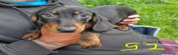 Miniature Dachshund dogs for sale: 4 dachshund puppies very cute  - Advert 3