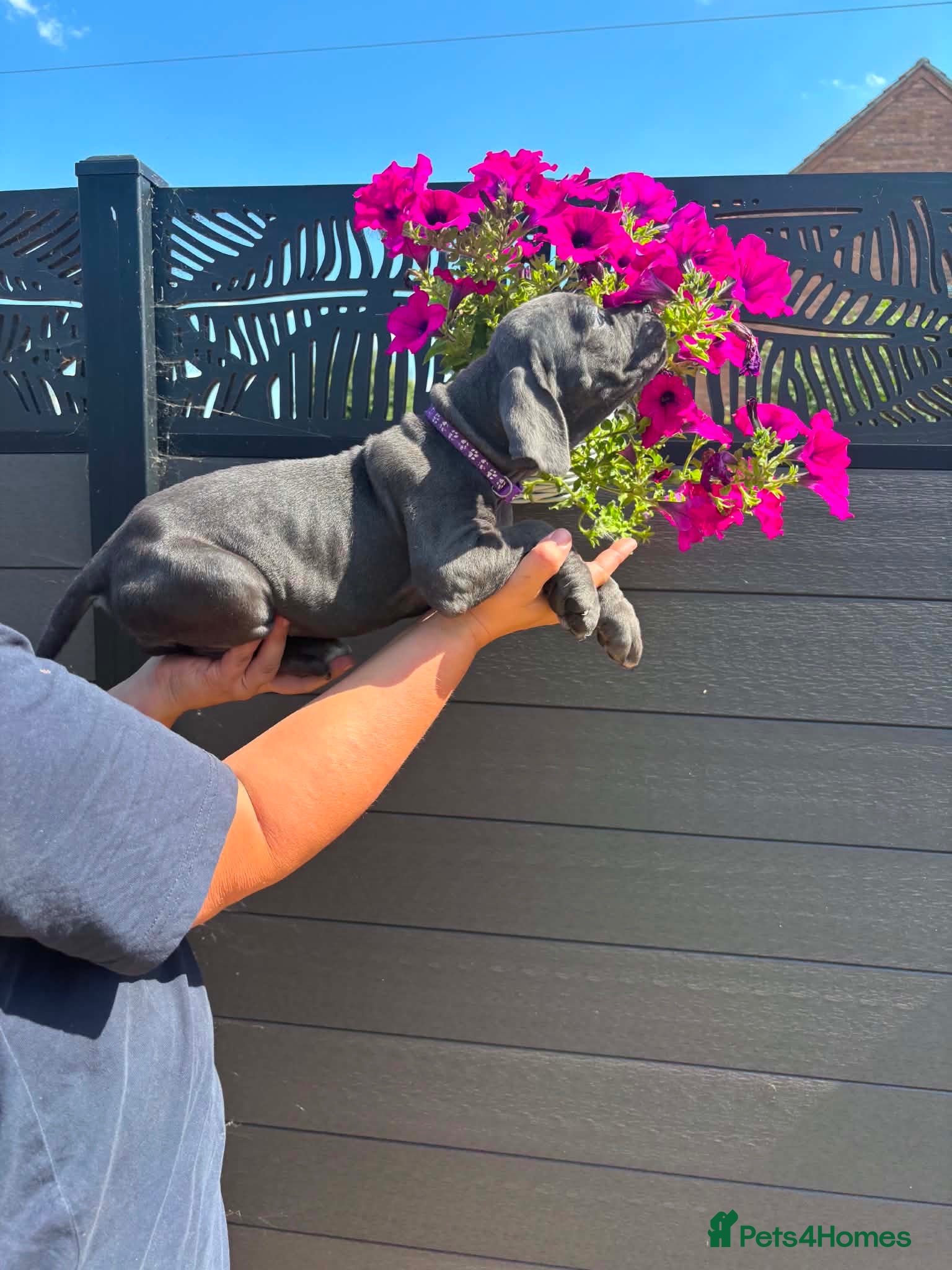 Cane Corso dogs Now ready to leave!🥰 - Advert 1