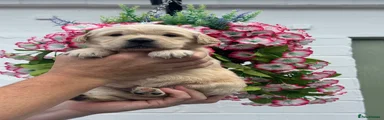 Golden Retriever 8