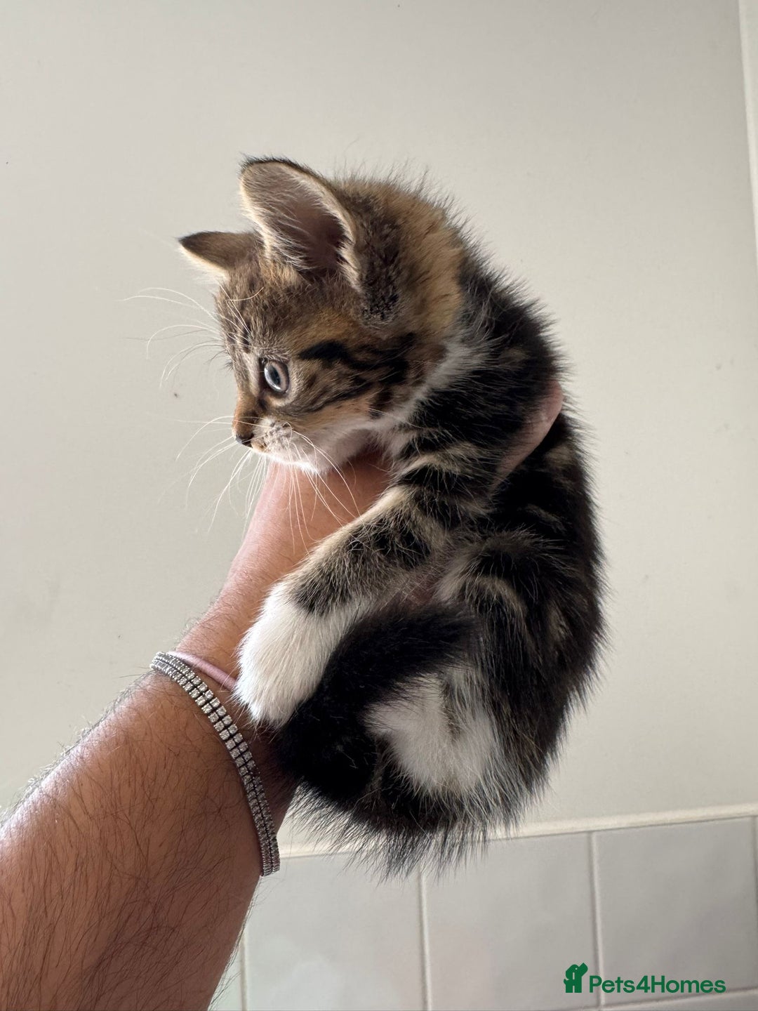 Mixed Breed cats for sale: European shorthair crossed with a tabby - Image 2