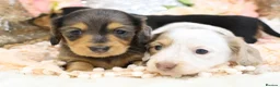 Miniature Dachshund dogs for sale: KC Longhair Miniature Dachshund Puppies - Advert 8