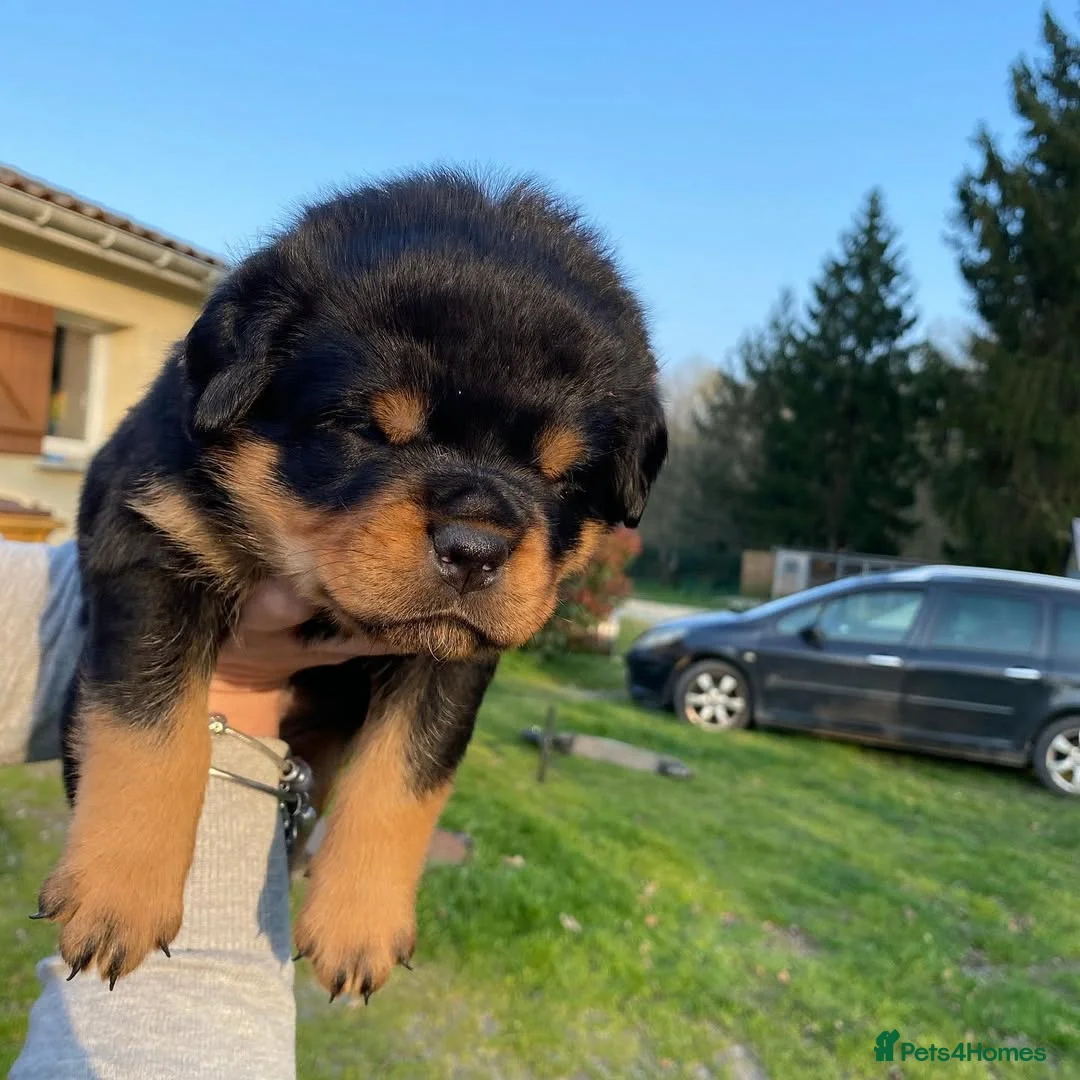 Rottweiler dogs for sale: Rottweiler Puppies Available in Ross-on-Wye - Advert 1