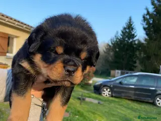 Rottweiler dogs Rottweiler Puppies Available - Advert 1