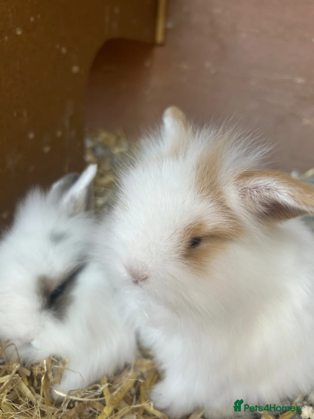 Mixed Breed rabbits for sale: Norwegian dwarf cross mini lionhead  in Berkhamsted - Advert 6