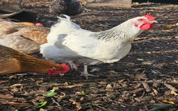 Chickens poultry for sale: Lovely Chickens for Sale –  Just Started Laying - Image 6