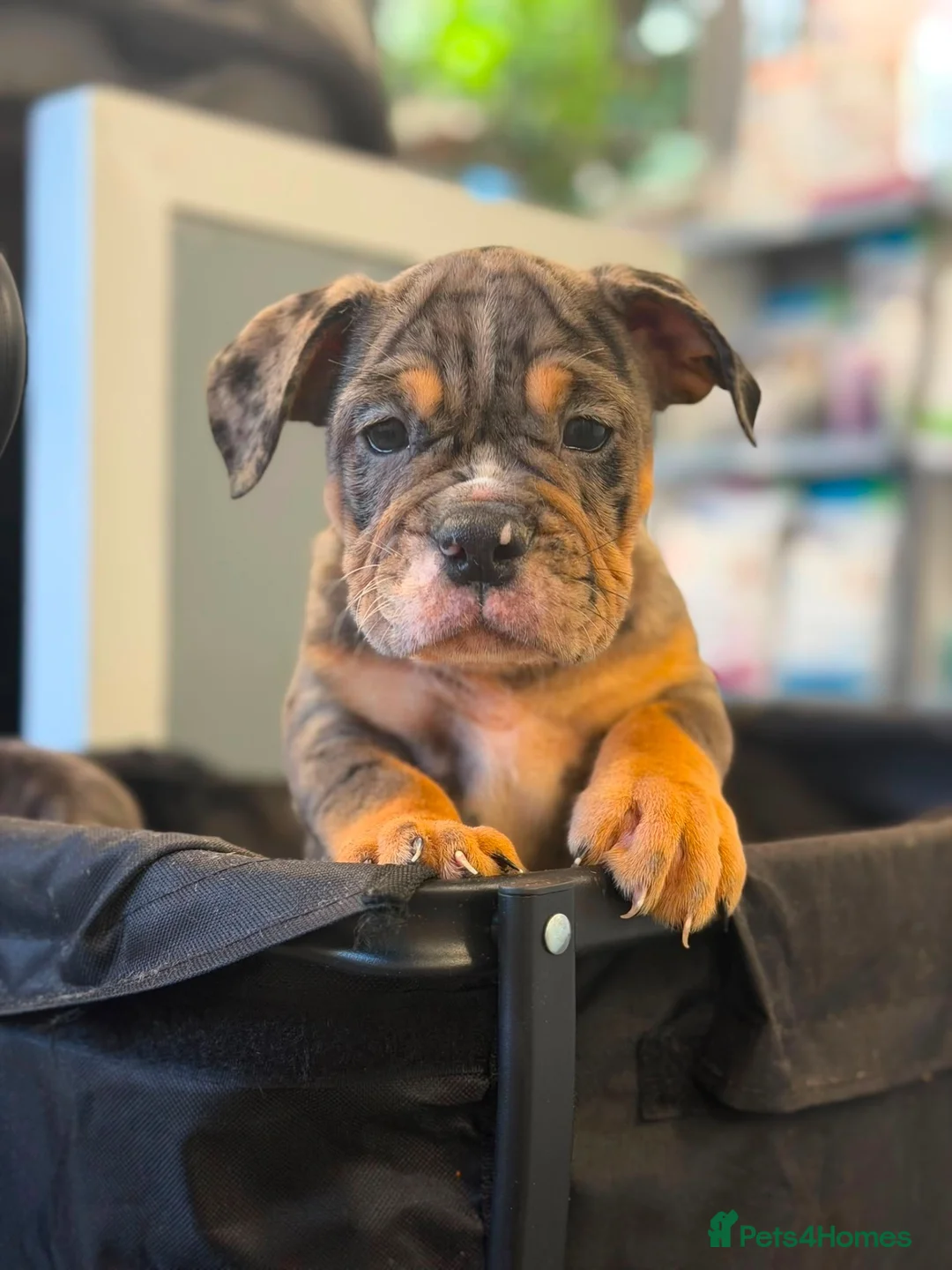English Bulldog dogs for sale: English bulldog in Harlow - Advert 2