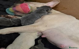 French Bulldog dogs for sale: French bull dog puppies looking for forever homes  - Advert 8