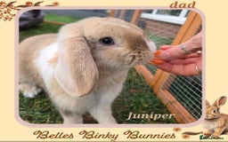 Mini Lop rabbits for sale: 🧡 READY NOW Mini Lop Doe 🧡 9wk old - Image 8
