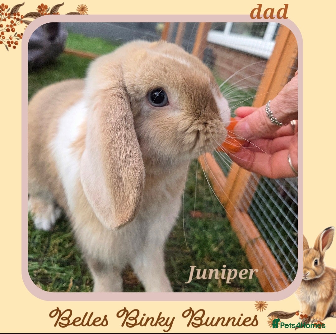 Mini Lop rabbits for sale: 🧡 READY NOW Mini Lop Doe 🧡 9wk old - Image 8