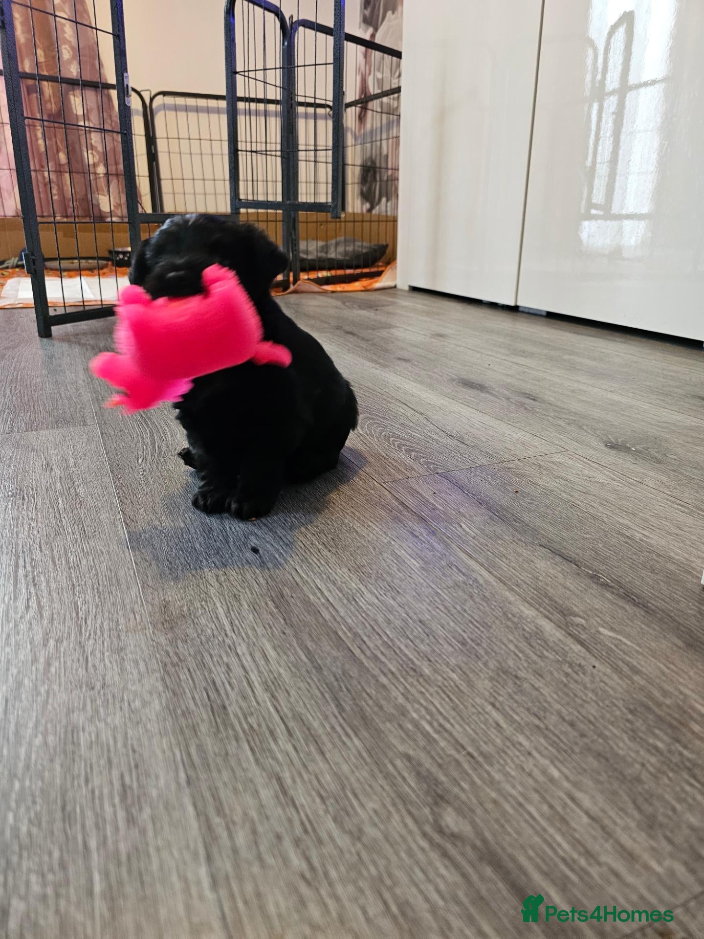 Yorkiepoo dogs Yorkipoo  - Advert 1