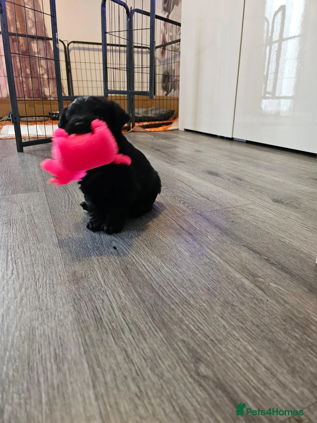 Yorkiepoo dogs for sale: Yorkipoo  - Advert 2