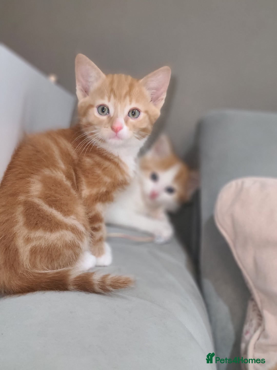 Mixed Breed cats for sale: Ginger tabby kittens  - Advert 3
