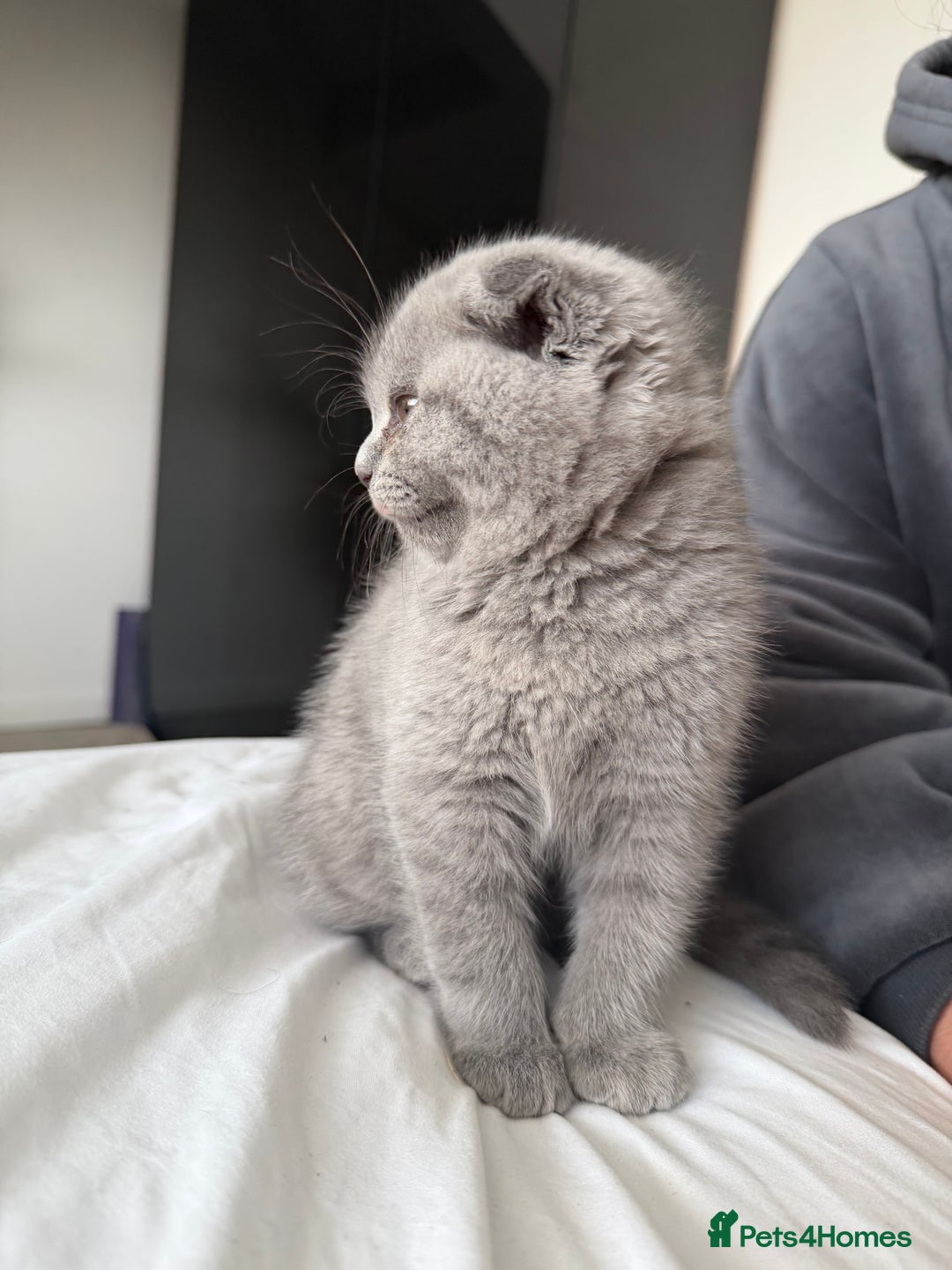 British Shorthair cats for sale: Beautiful BSH/Fold Kitten - Advert 2