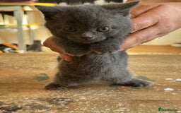 British Shorthair cats for sale: It’s a British short hair  - Image 9