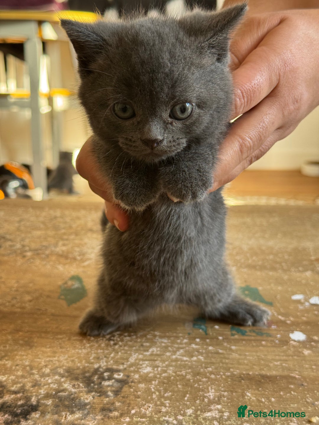 British Shorthair cats for sale: It’s a British short hair  - Image 9