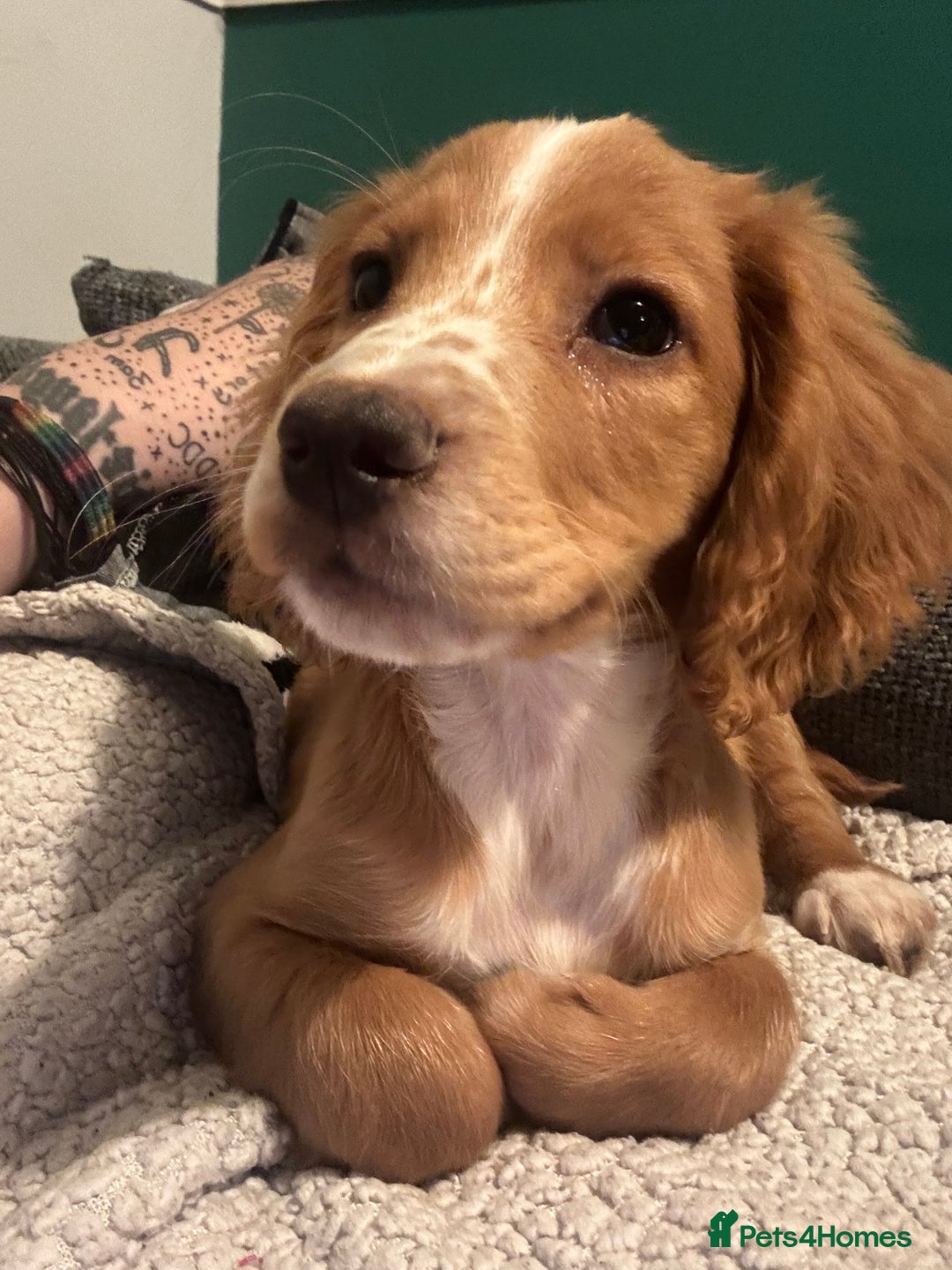 Cocker Spaniel dogs for sale: Two cocker spaniels - Advert 14