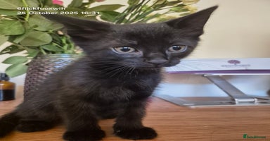 Mixed Breed cats - Advert 8