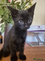 Mixed Breed cats - Advert 14