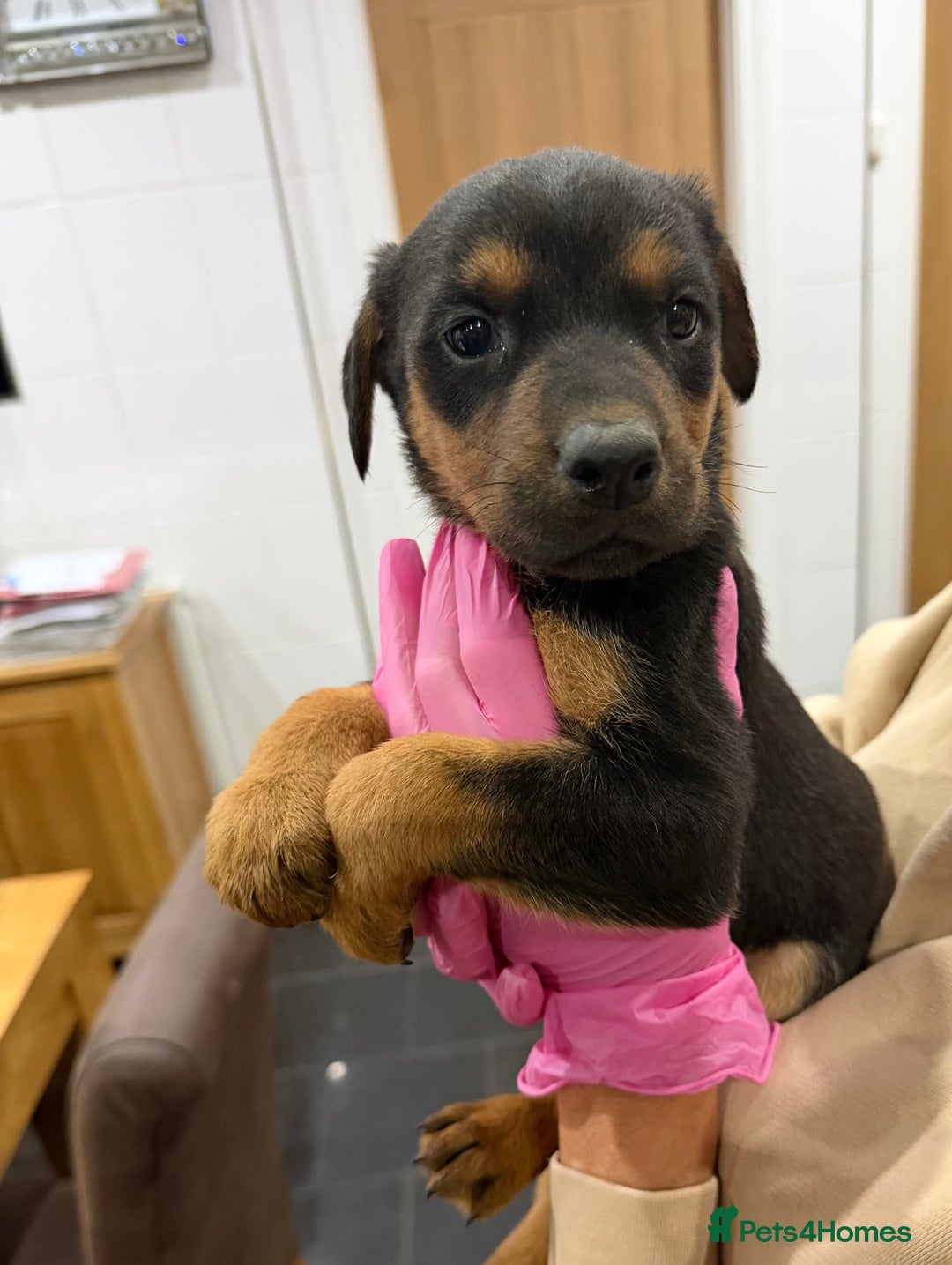 Mixed Breed dogs for sale: Doberman X puppies for sale  - Advert 31