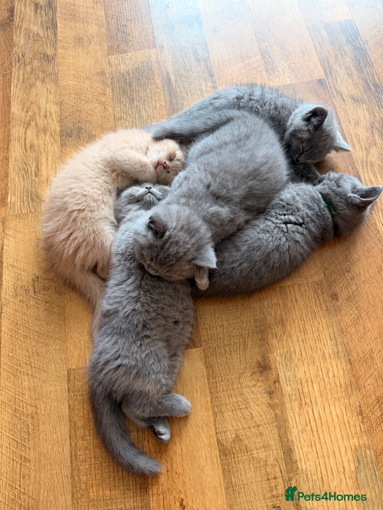 British Shorthair cats Beautiful litter of BSH kittens - Advert 1