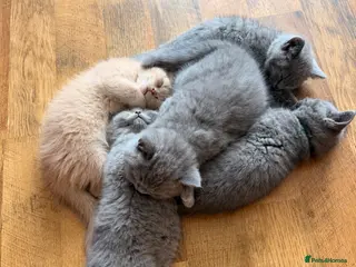 British Shorthair cats Beautiful litter of BSH kittens - Advert 1