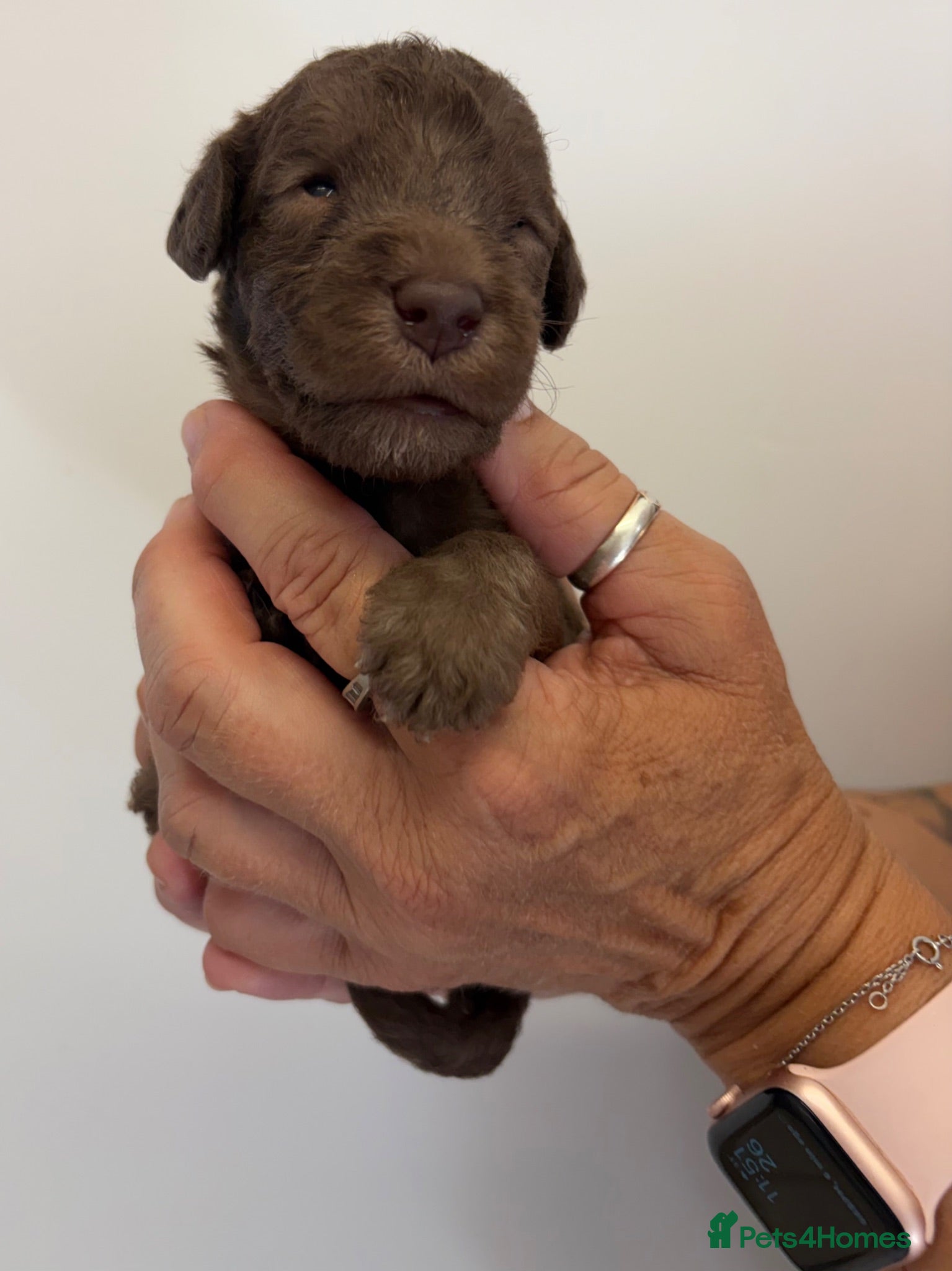 Bedlington Terrier dogs Bedlington Terrier puppies  - Advert 6