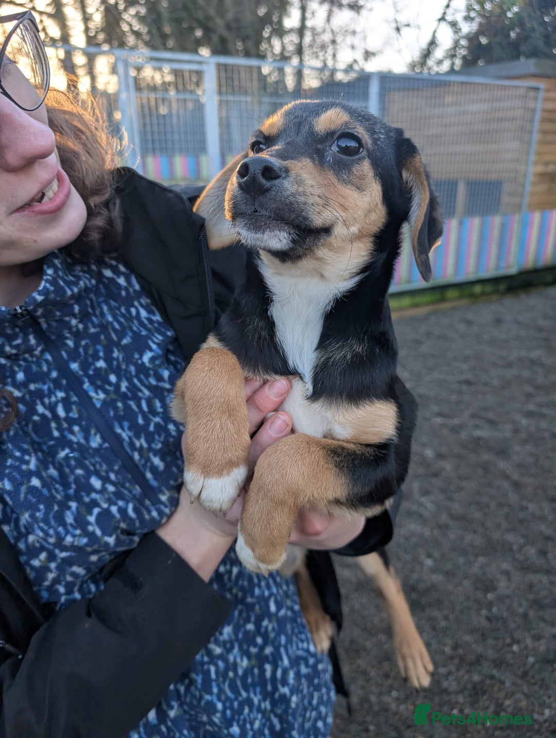 Mixed Breed dogs for adoption: Ivy - In Ayr Looking for a home  - Advert 4