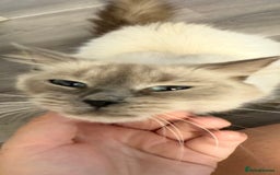 Ragdoll cats for sale: Beautiful female ragdoll  - Image 2