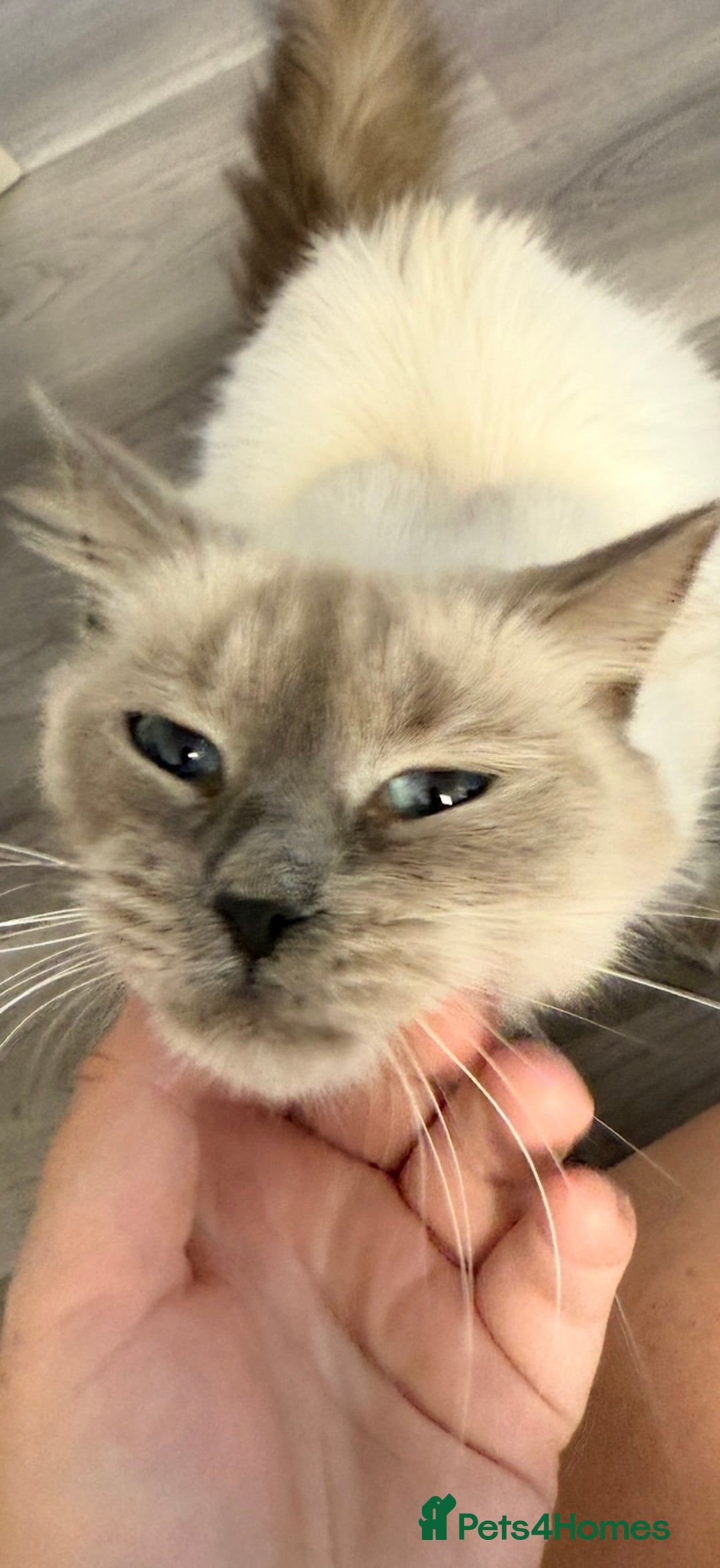 Ragdoll cats for sale: Beautiful female ragdoll  - Image 2