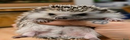 Pygmy Hedgehog rodents for sale: baby pygmy hedgehogs available LAST ONE  - Advert 13