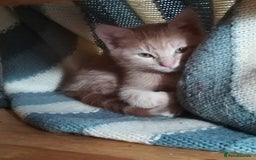 Mixed Breed cats for sale: CLEVER, BEAUTIFUL, KITTENS READY FOR FOREVER HOMES - Image 20