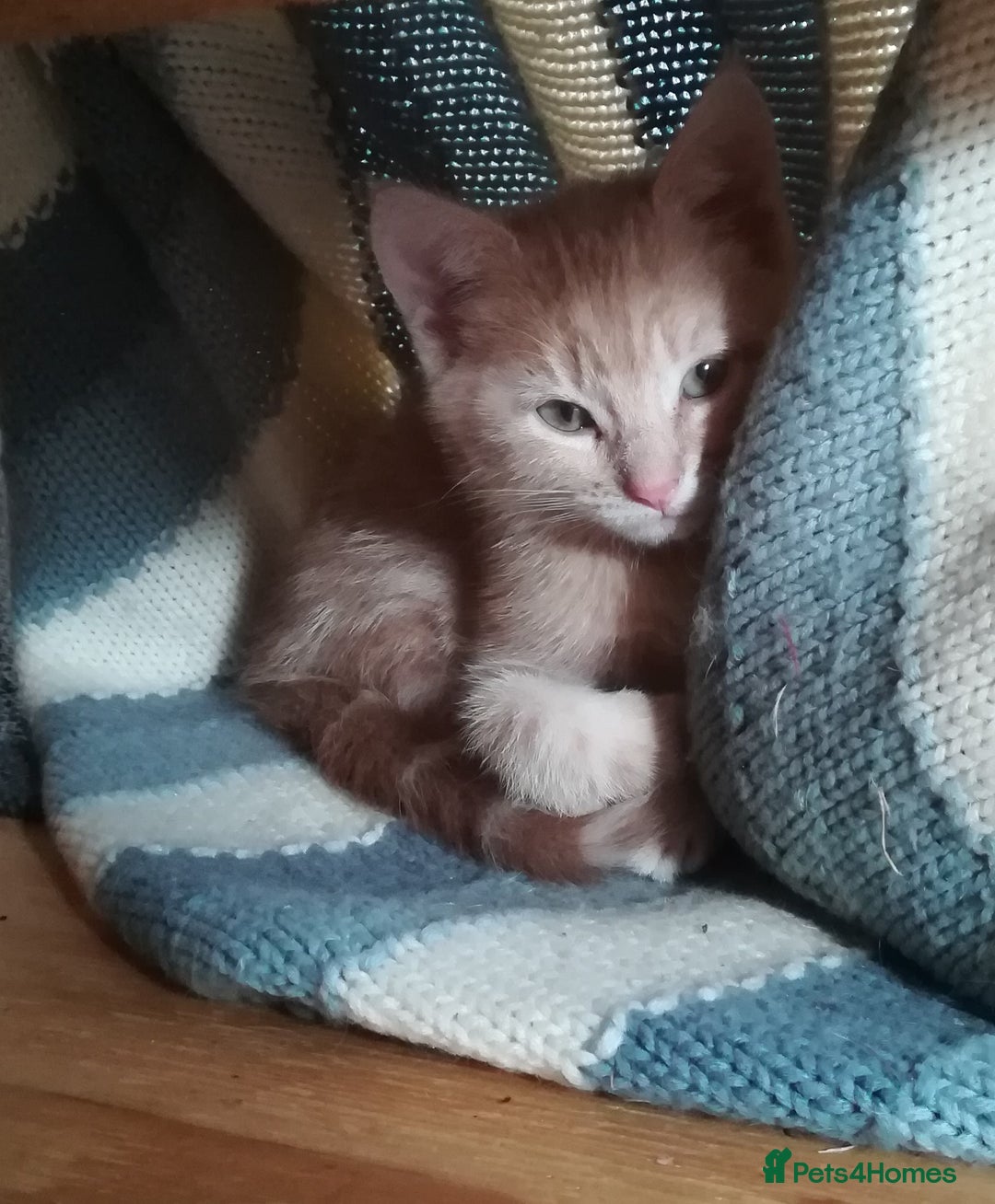 Mixed Breed cats for sale: CLEVER, BEAUTIFUL, KITTENS READY FOR FOREVER HOMES - Image 20