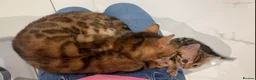 Bengal cats for sale: Stunning Bengal Boy  - Advert 2