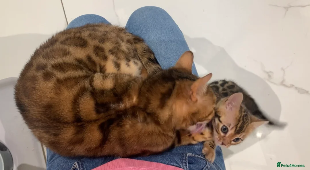 Bengal cats for sale: Stunning Bengal Boy  - Advert 2