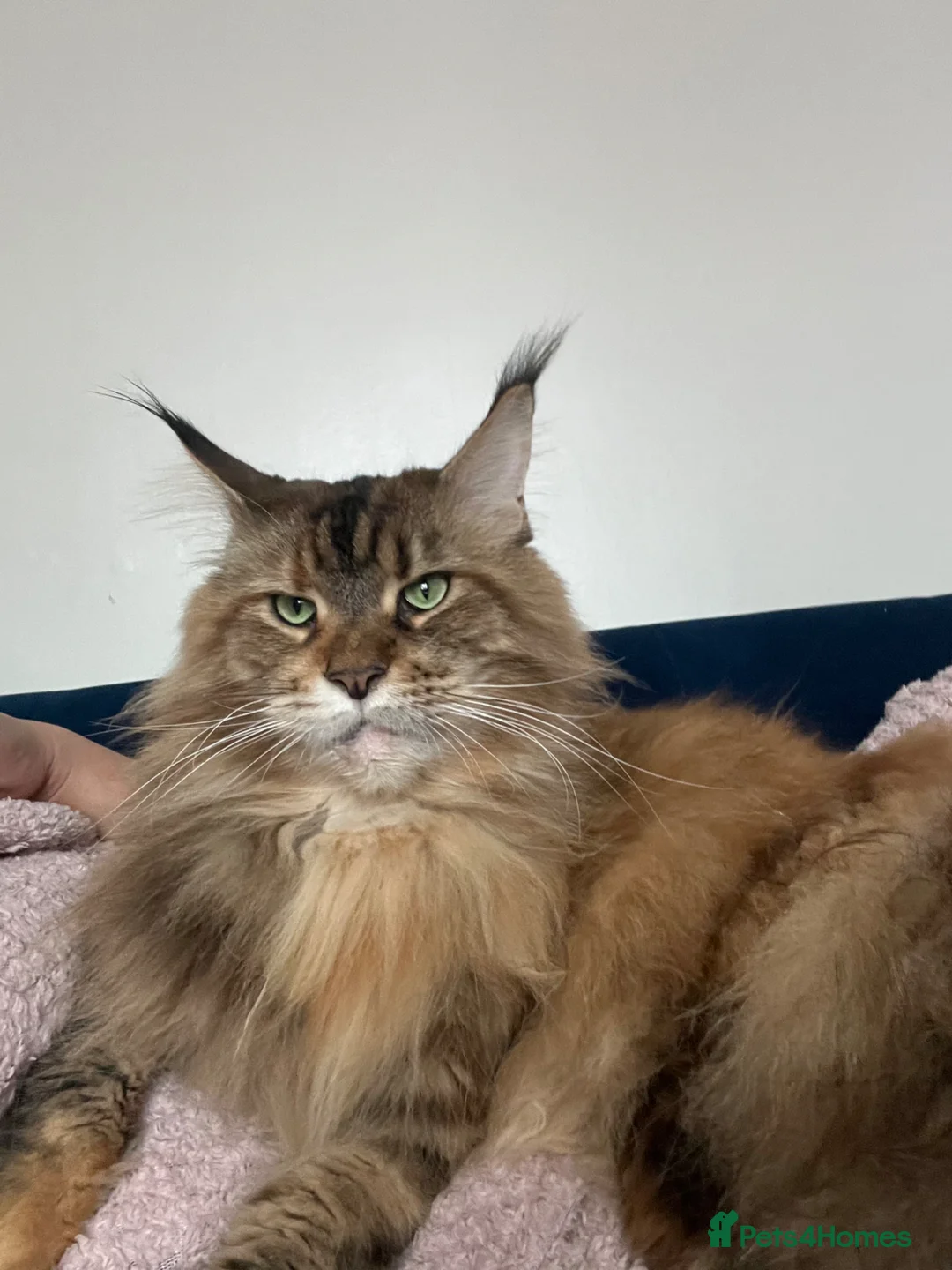 Maine Coon cats for sale: Lady Roza looking for a loving home - Advert 1