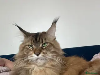 Maine Coon cats Lady Roza looking for a loving home - Advert 1