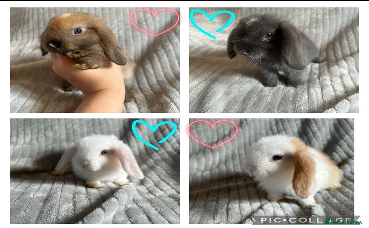 Mini Lop rabbits - Advert 9