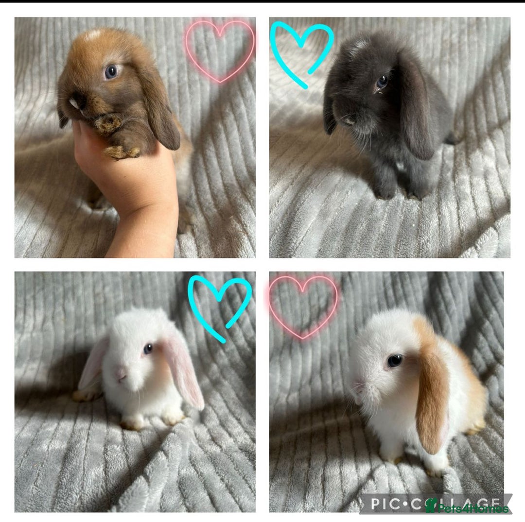 Mini Lop rabbits for sale: Mini Lop Bunnies - Image 1