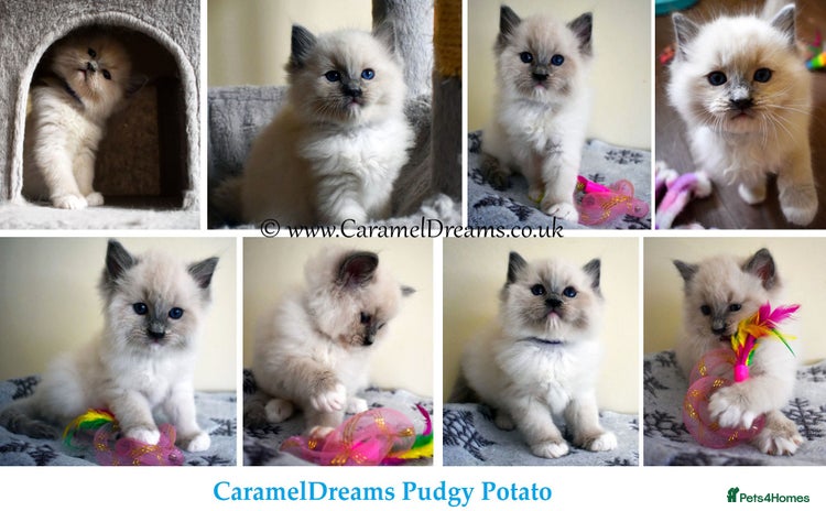 Ragdoll cats - Advert 15