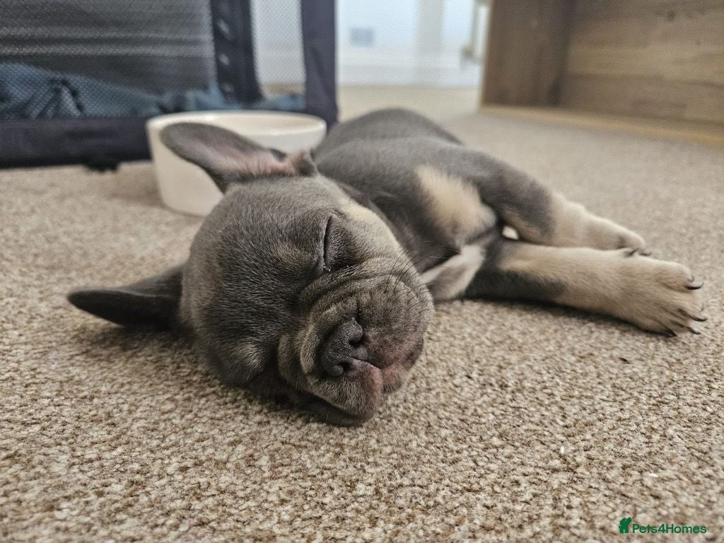 French Bulldog dogs Re-homing little French Bulldog Puppy - Advert 1