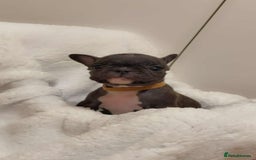 French Bulldog dogs for sale: French puppies  - Advert 2