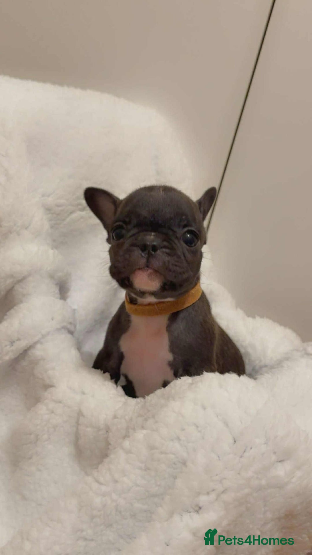 French Bulldog dogs for sale: French puppies  - Advert 2