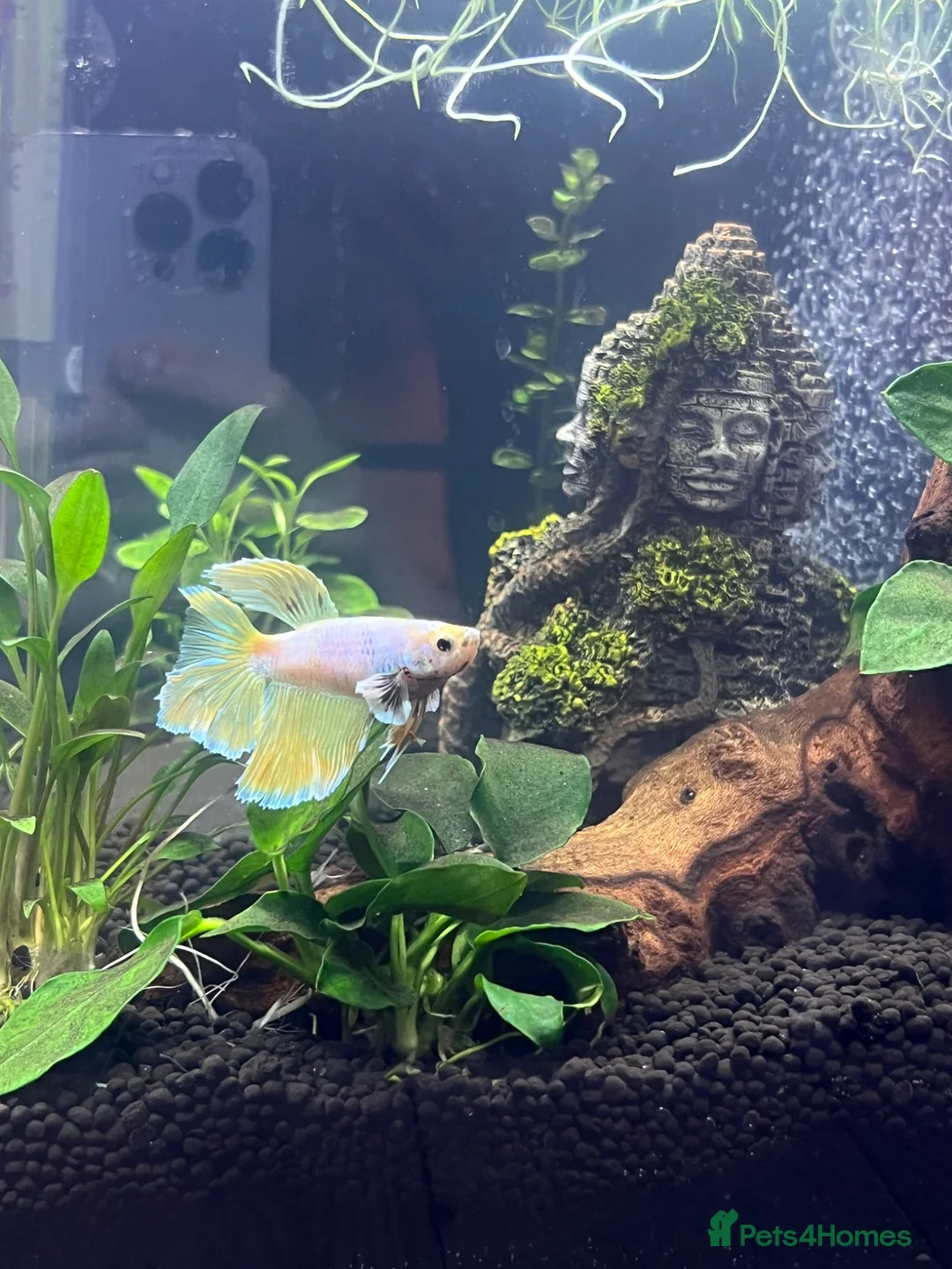 Bettas fish for sale: Elephant ear beta fish for sale with tank in Telford - Advert 12