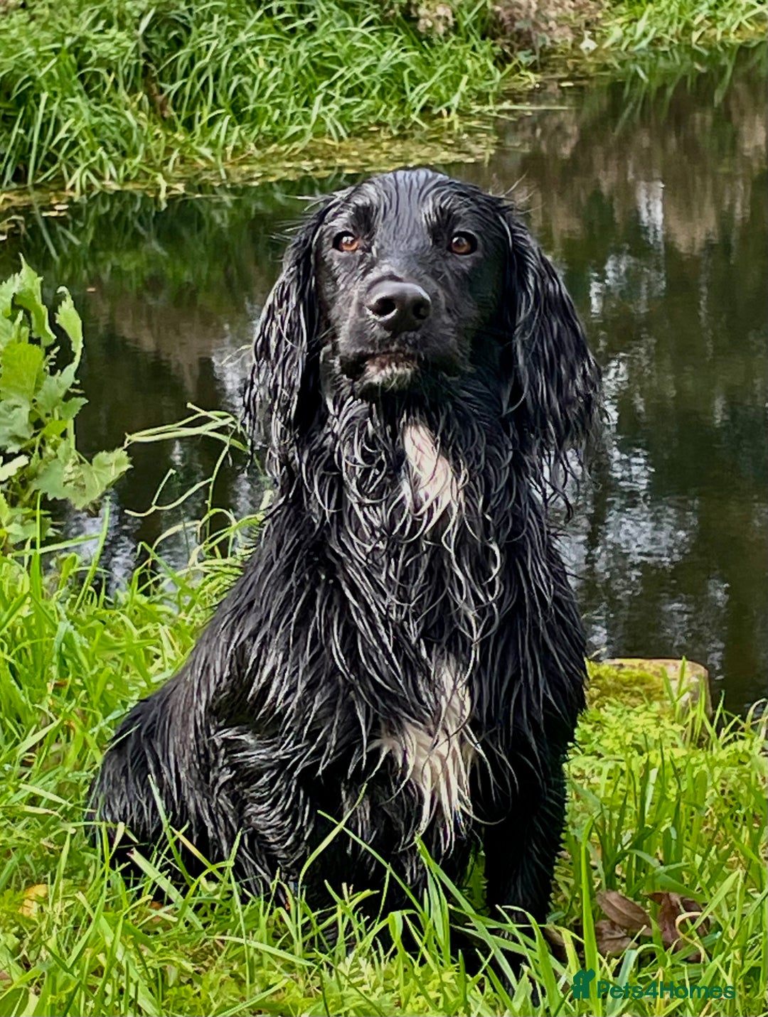 Cocker Spaniel dogs for sale: 1 Year Old Working Cocker Spaniel - Advert 2