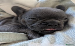 French Bulldog dogs for sale: #Reduced# True miniature French Bulldog - Image 8