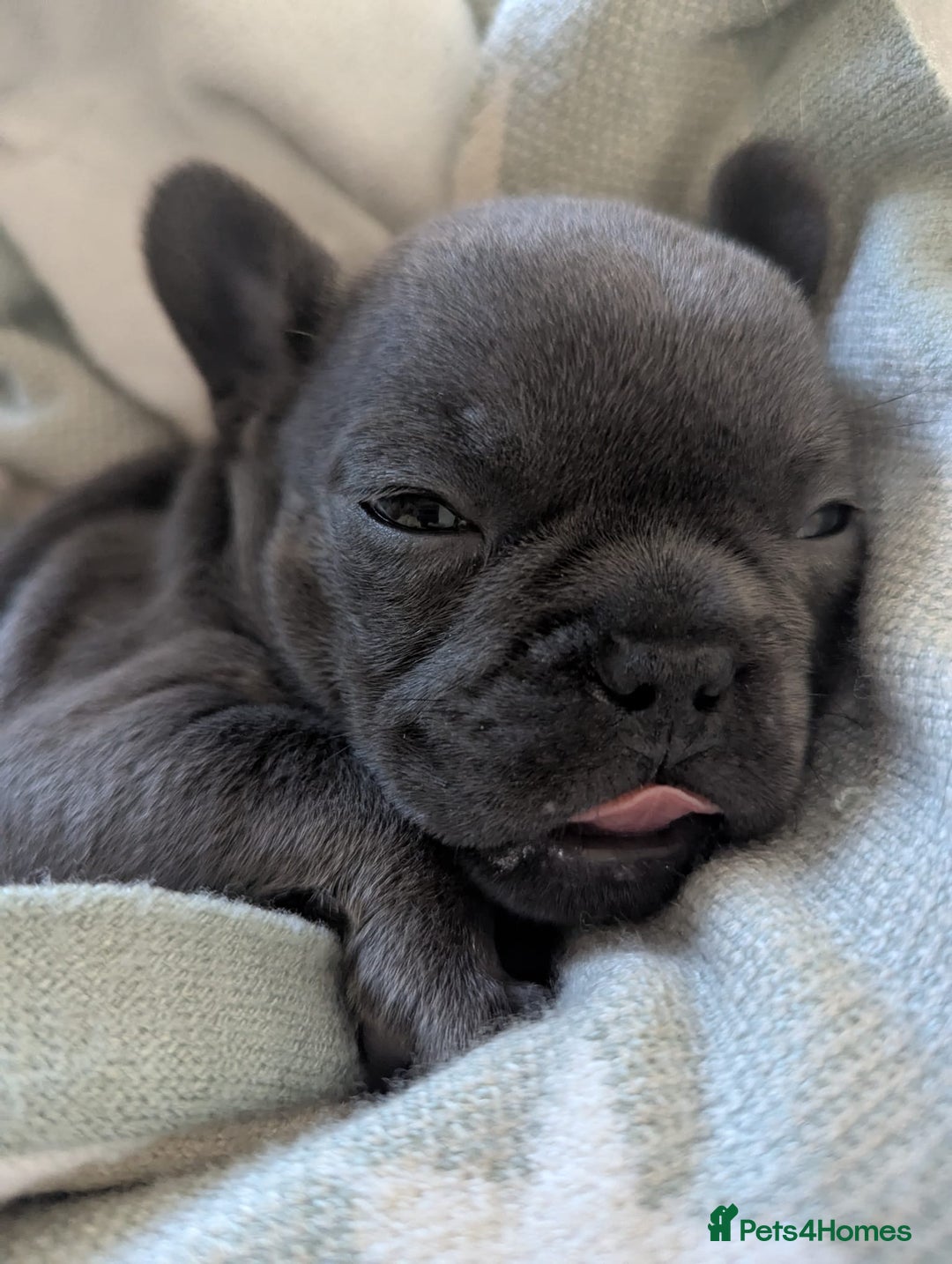 French Bulldog dogs for sale: #Reduced# True miniature French Bulldog - Image 8