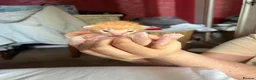 Oriental cats for sale: Oriental x Bengal kittens (Serengeti) in Chelmsford - Advert 11