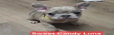 French Bulldog Puppy 3