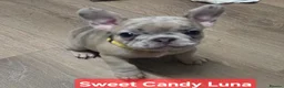 French Bulldog dogs for sale: French bulldog ready to leave last boy and girl - Advert 33